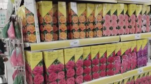 2025 год. Розы в Леруа Мерлен (Лемана Про)