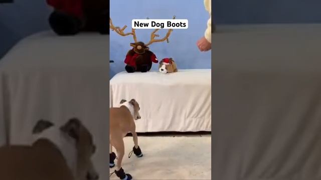 Funny Italian Greyhound Walking In Winter Boots смотреть онлайн