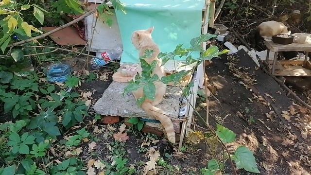 Домашний приют. Сегодня на ужин пельмени. смотреть онлайн