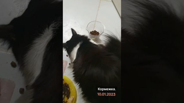 Кормежка из архива с маленькой Запятой. смотреть онлайн