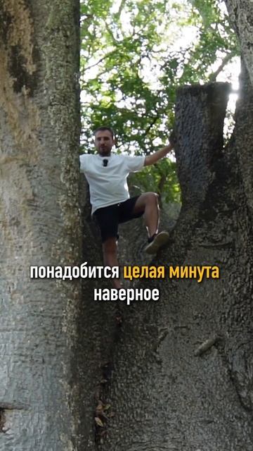ЕМУ 500 ЛЕТ 😱 #shorts #африка #сафарипарк #сафариафрика #путешествие #кругосветка #баобаб