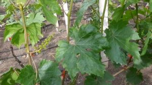 Сильная чеканка перед цветением. Наглядный эксперимент