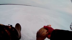 Рыбалка супер!!! Не мелкие Караси  Маныча со льда . 31 Января. на закормах от Юрия Философа