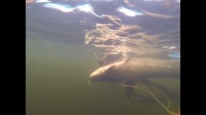 женская подводная охота сом 65кг от  Надежды Гомли