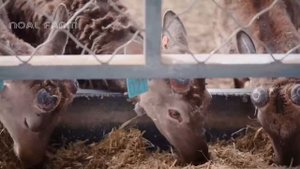 Frogs Farm - How China Farmer Raised Millions Frogs For Meat - Frog Processing in Factory