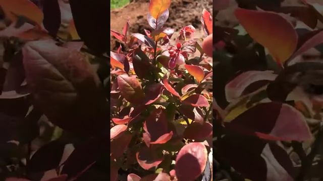 Peach sorbet blueberry-video #1