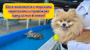 Бася знакомится с морскими черепахами и провожает одну из них в океан!