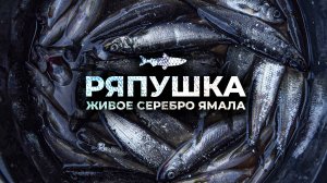 Ряпушка: жидкое серебро Ямала | Рыбовое