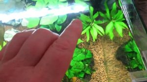 Dennerle 60 ltr thoughts better than Flex