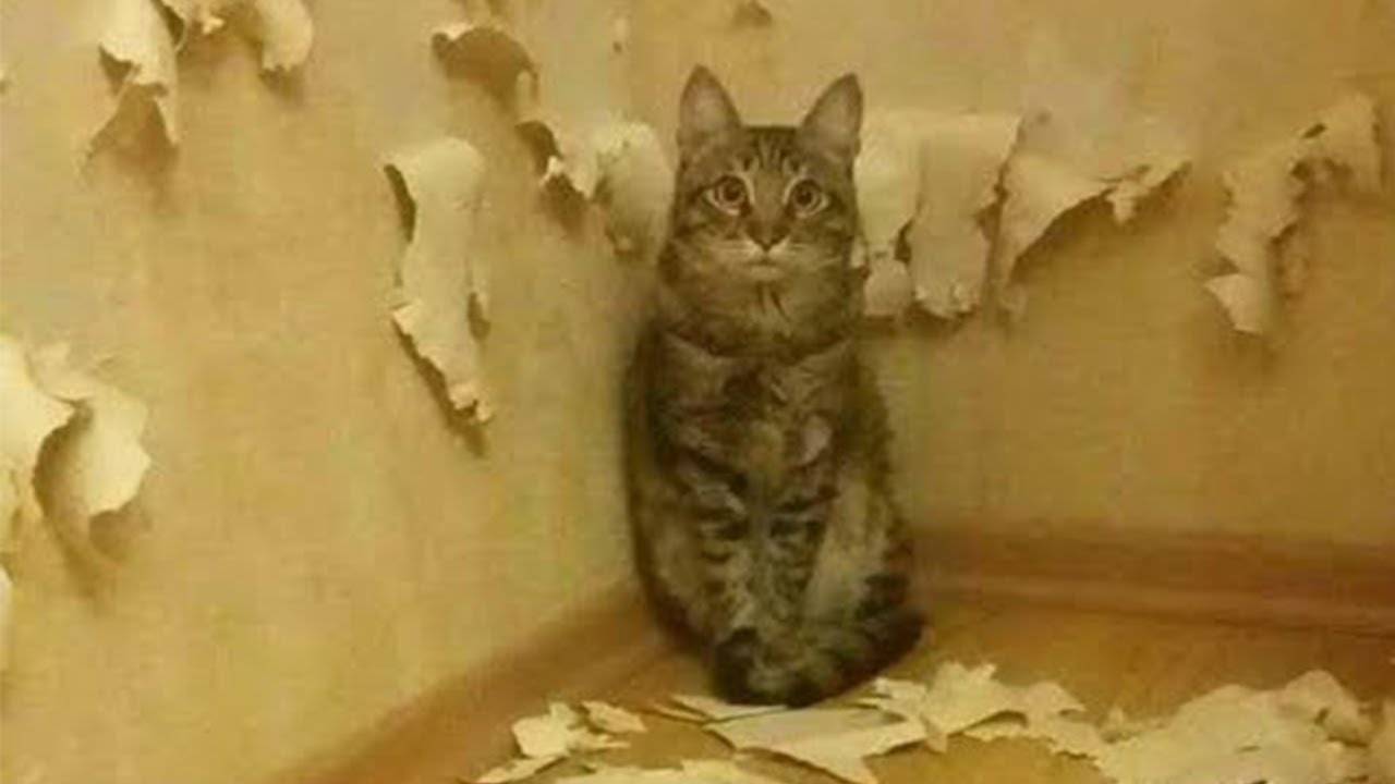 КОТЫ - ХУЛИГАНЫ, НАГЛЕЦЫ! | ПРИКОЛЫ ПРО ЖИВОТНЫХ смотреть онлайн