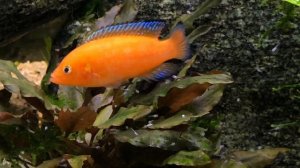 Hemichromis exsul pair with fry