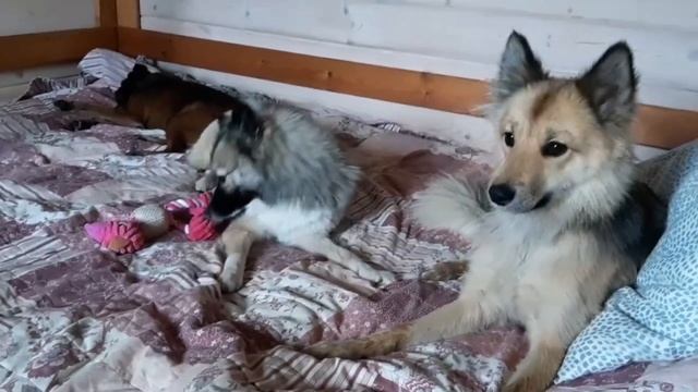 Ненецкая оленегонная лайка. Тихие игры. Вьюга и Грация.