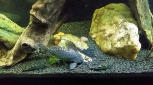 L-270 Chocolate Zebra "Plecos" in My 125 gallon Planted Tank