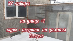 Свежие овощи для кур. Куры-несушки на зимнем выгуле.Как несутся мои куры....