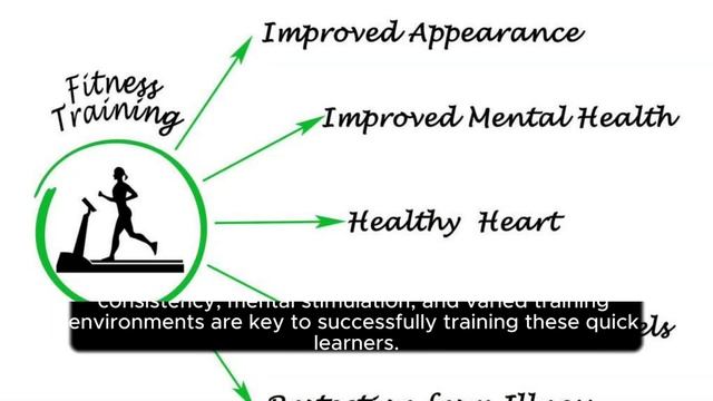 Border Collies Unleashed: Intelligence and Charm смотреть онлайн