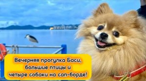 Вечерняя прогулка Баси, большие птицы и четыре собаки на сап-борде!