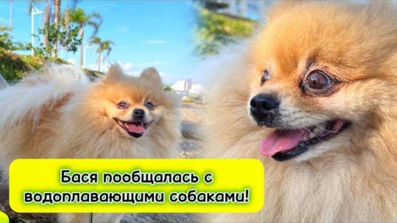 Бася пообщалась с водоплавающими собаками!