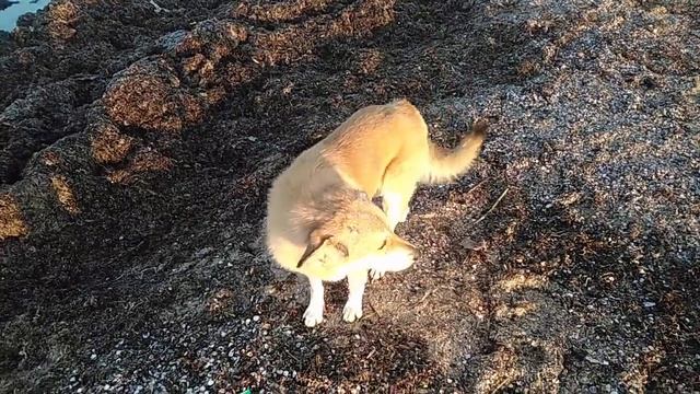 Анапа 11 декабря 2019 год пляж сети в наглую смотреть онлайн
