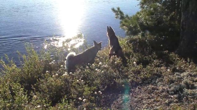 Собаки выгуливают нас смотреть онлайн