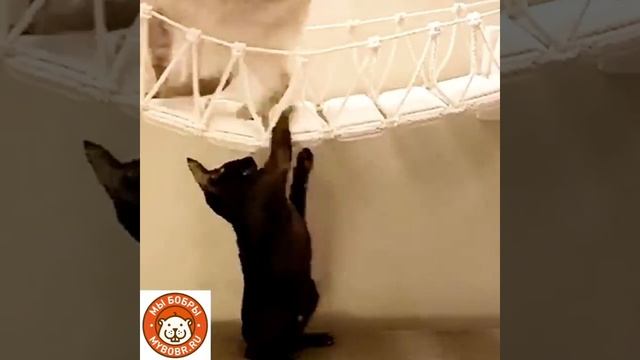 Счастлива кошка-доволен хозяин, порядок в семье и уют в доме