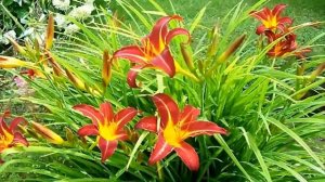 ЛИЛЕЙНИКИ НА МОЕЙ ДАЧЕ В ПОДМОСКОВЬЕ.