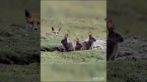 Вова & Соня–Лиса охотится на зайца