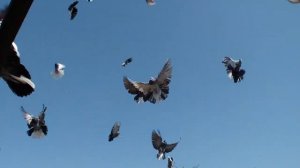 Голуби Владимира г.Димитрово  7.04.2019