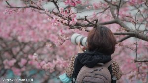 Sony A7Cii Photo & Video test: Cherry Blossom (ft. Viltrox 20mm F2.8 + Viltrox 85mm F1.8)