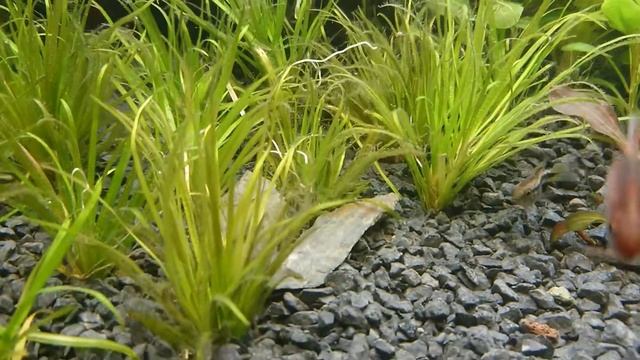 Apistogramma Bitaeniata "Rio Tigre"
