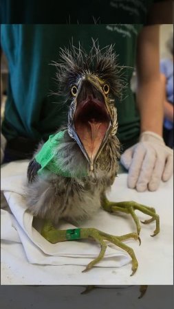 The Scariest Bird You've Ever Seen!