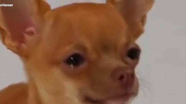 Poco X3 PRO es OFICIAL: RIP a la Gama Media [Precio, características y disponibilidad] смотреть онлайн