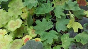 пеларгония январь