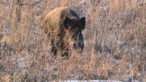 Дикий кабан подошёл ко мне на 10 метров || A wild boar came within 10 meters of me