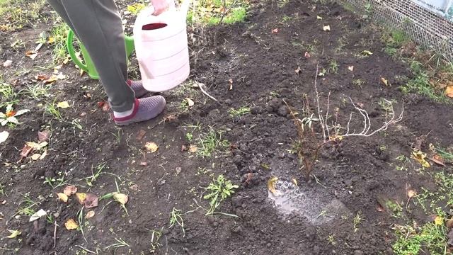 Все таки купили ее🍂 Курочки радуют🥚🥚🥚 Блинчики🥮 Гостинцы из Сибири😘 Живем на Кубани🧡 смотреть онлайн