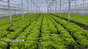 Общая площадь теплиц в Дагестане - порядка 600 гектаров