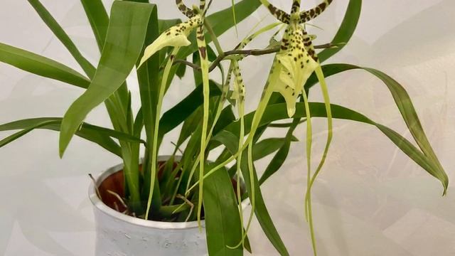 【21428】长萼兰（蜘蛛兰）【兰花词典18】 Brassia gireoudiana  香，长萼兰属（蜘蛛兰） //静姐说花