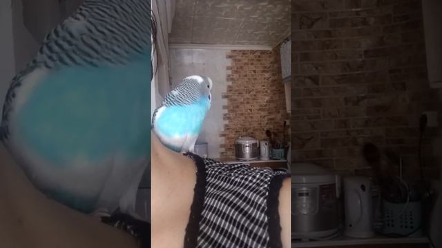 Попугай смеётся 😂