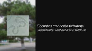 Сосновая стволовая нематода