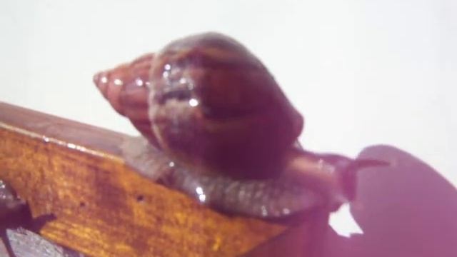 Ахатина фулика Фрося.MOV смотреть онлайн