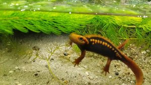 Crocodile newt Крокодиловый тритон Krokodilmolch #alievlady #newt #molch #тритон