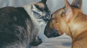 Кот уронил бультерьера. Минибуль Дан и кот Пикс.