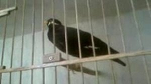 Говорящий скворец