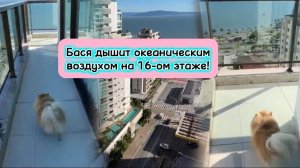 Бася дышит океаническим воздухом на 16-ом этаже!