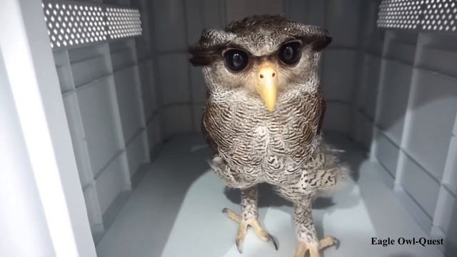 Eagle Owl (Choco) reaction to her new house!フクロウ ワシミミズク сова сыч филин 雕鸮 猫头鹰 올빼미목 Burung Hantu