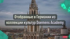 LalBrew Diamond™ - Лагерные дрожжи