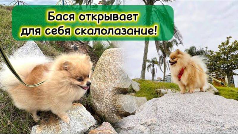 Бася открывает для себя скалолазание!