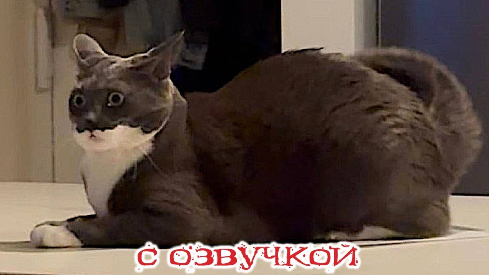 Приколы с котами! С ОЗВУЧКОЙ! САМЫЕ СМЕШНЫЕ ЖИВОТНЫЕ! Смешные коты! Тест на психику!