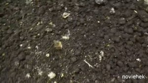 Реабилитация Дендробены.  Откорм червя . Переезд кухни .