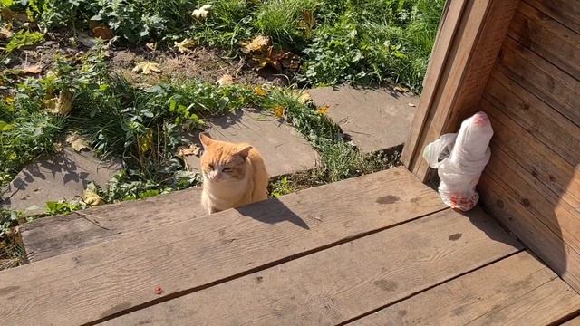 Наступила осень. Солнечный кот Феофан🐈