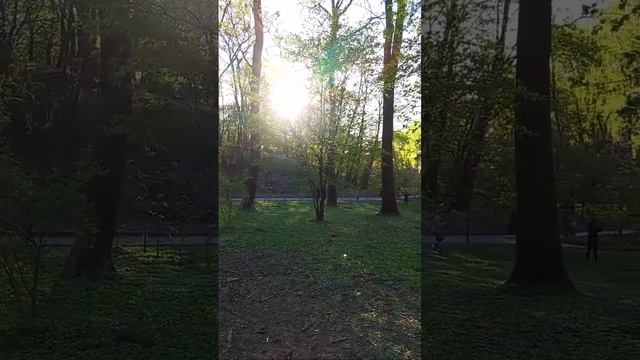 Kyiv Shevchenko University, Botanical Garden, Kyiv, Ukraine. 12.April.2024